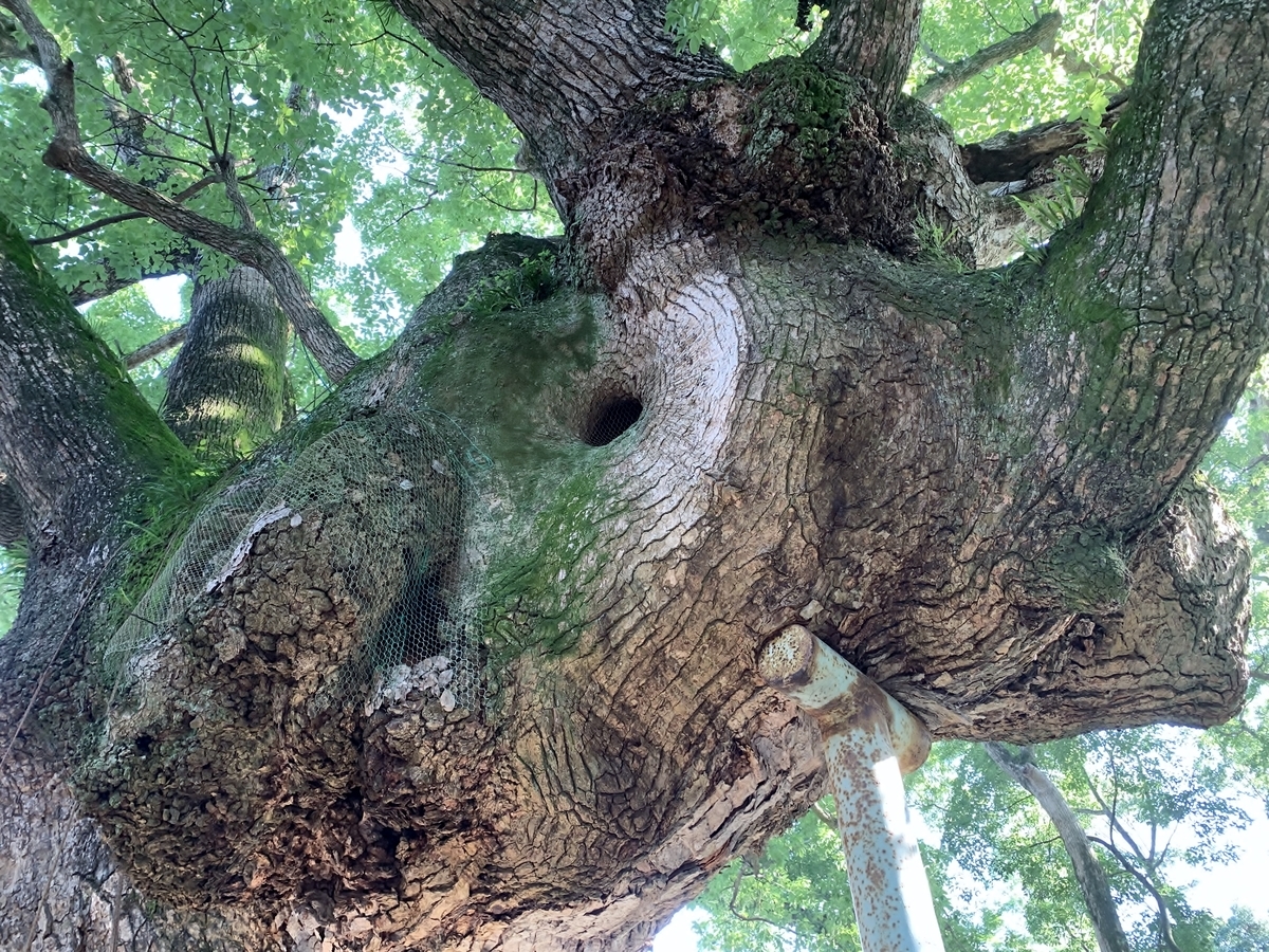 f:id:yasucom:20190914094515j:plain f:id:yasucom:20190914094515j:plain