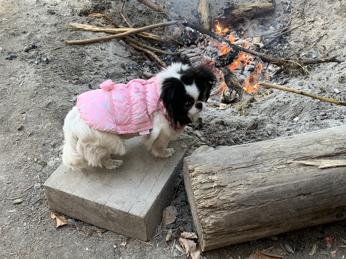 f:id:yasucom:20200210101636j:plain f:id:yasucom:20200210101636j:plain