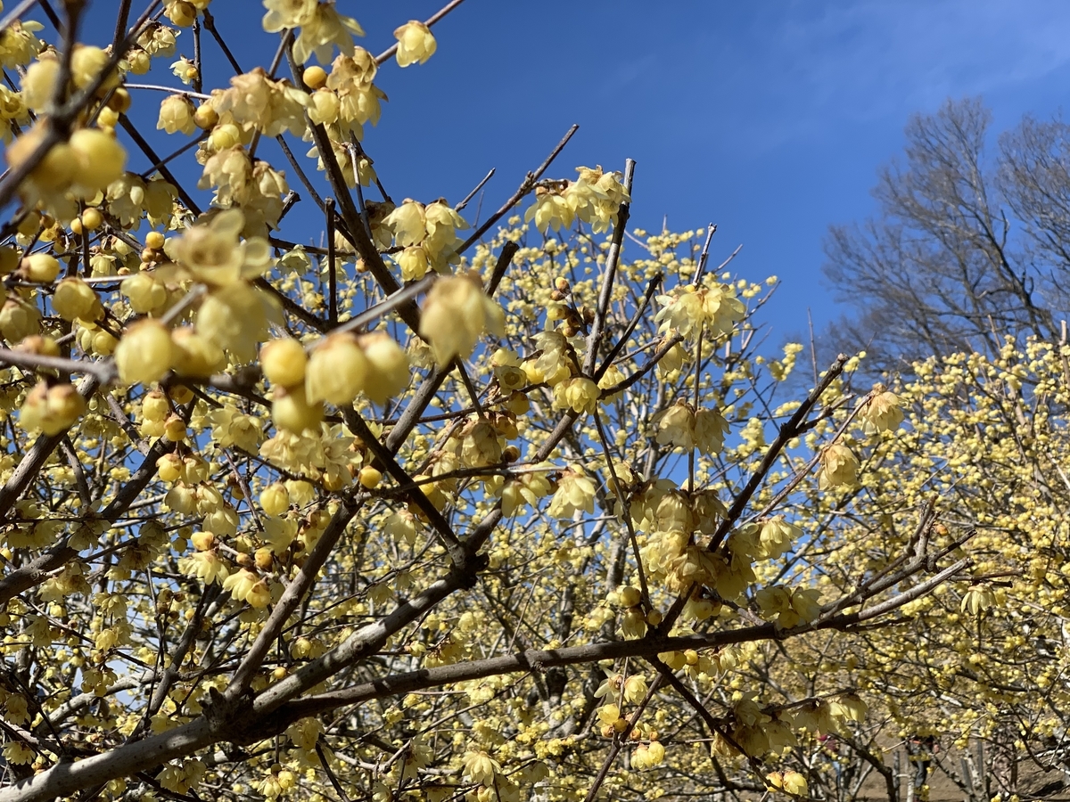 f:id:yasucom:20200210110105j:plain f:id:yasucom:20200210110105j:plain