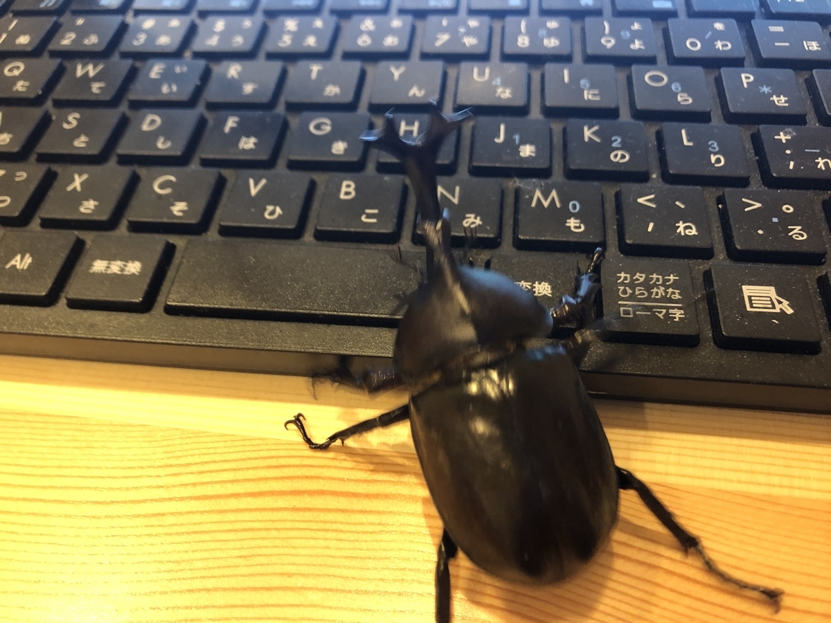 f:id:yasuda09020:20190615095828j:plain f:id:yasuda09020:20190615095828j:plain
