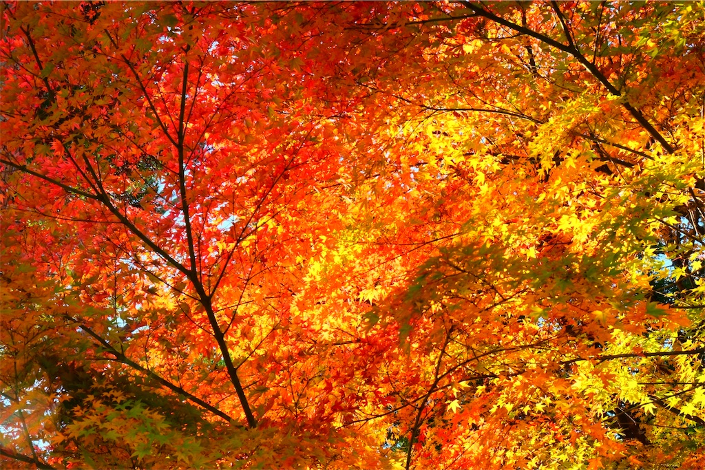 f:id:yasuhidenoguchi:20171108194708j:image f:id:yasuhidenoguchi:20171108194708j:image