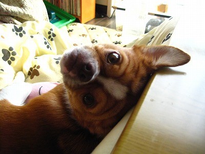 f:id:yasukazu01:20091202221345j:image