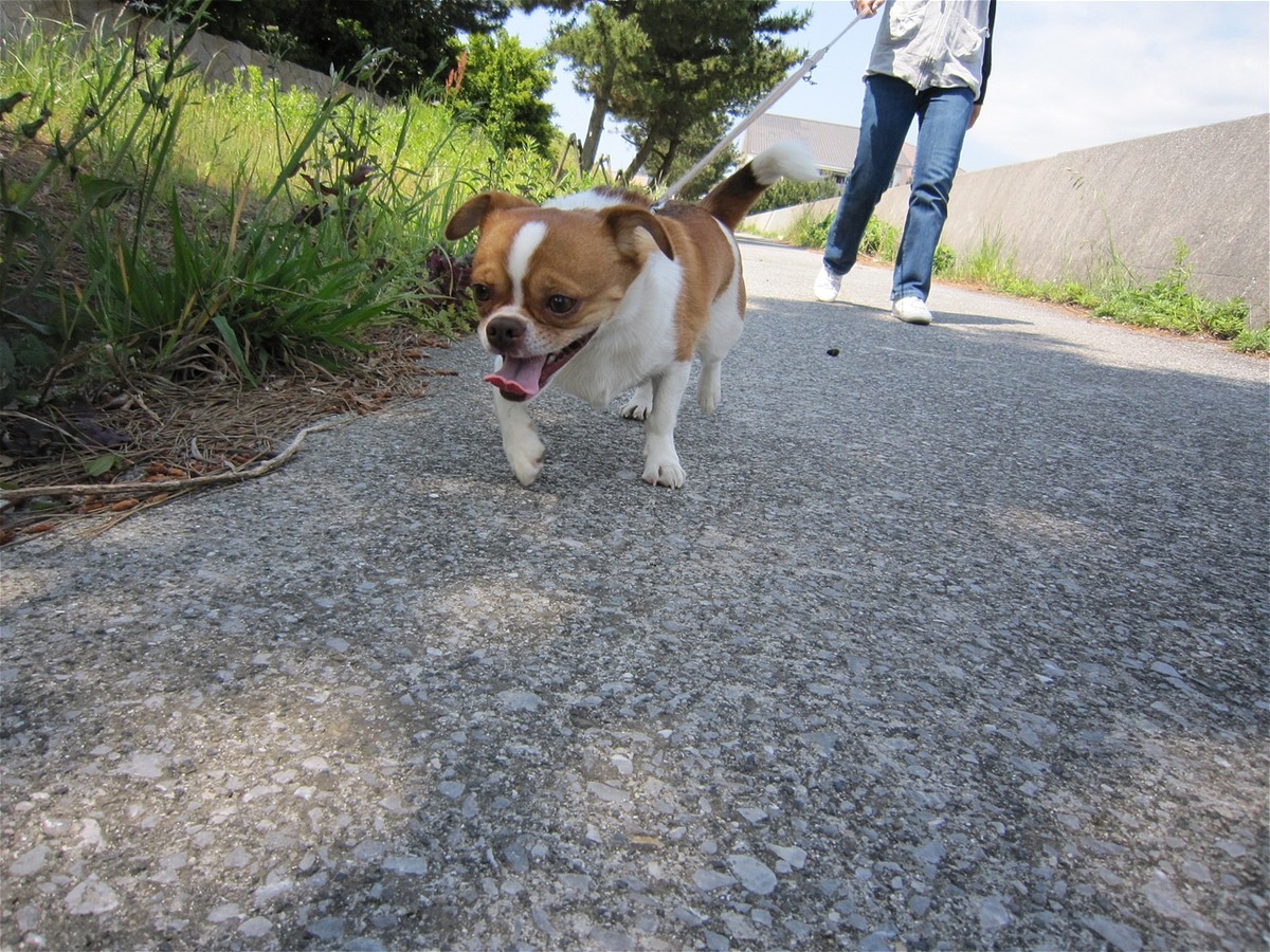 f:id:yasukazu01:20100516101856j:plain