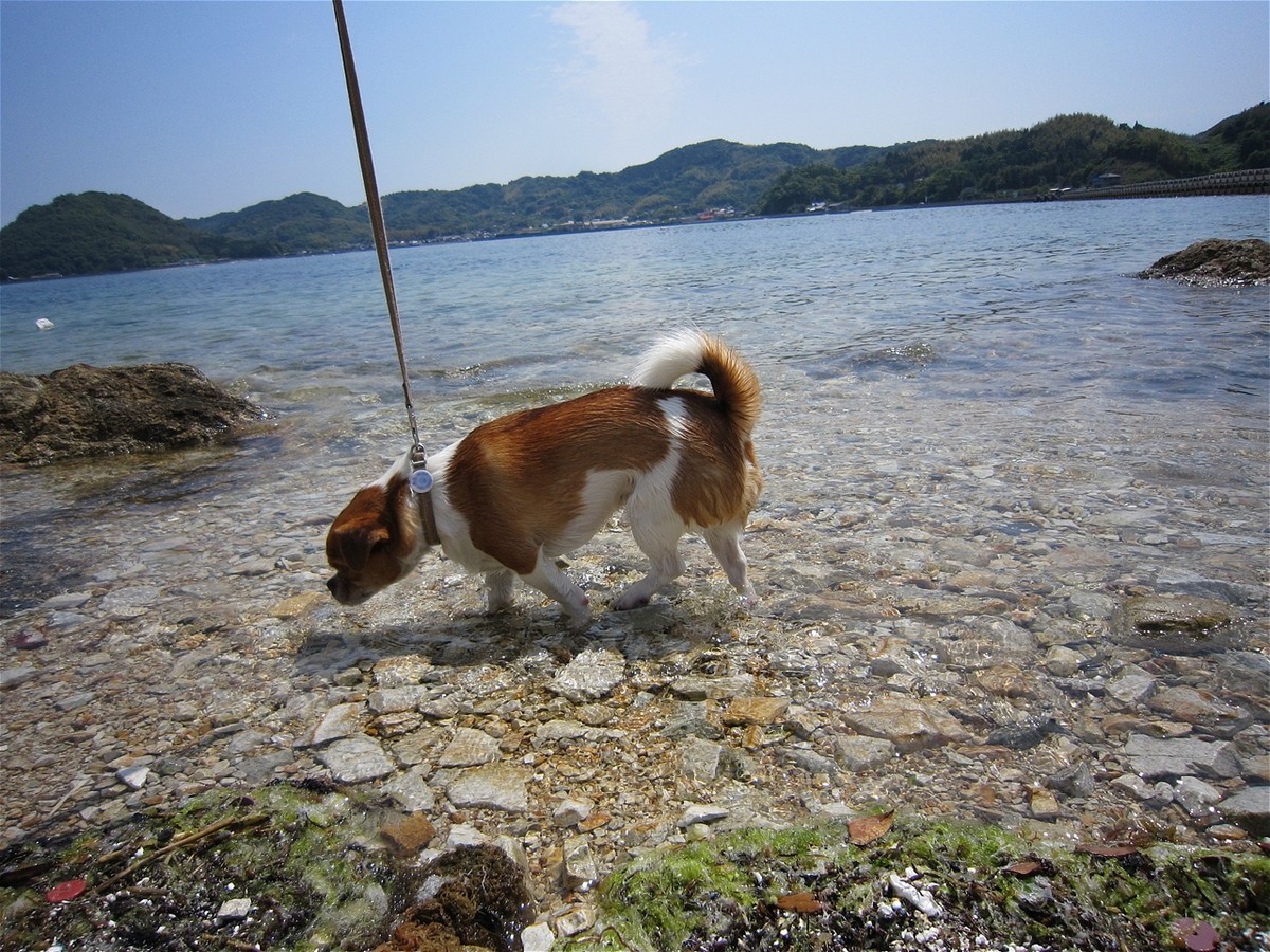 f:id:yasukazu01:20100516102345j:plain