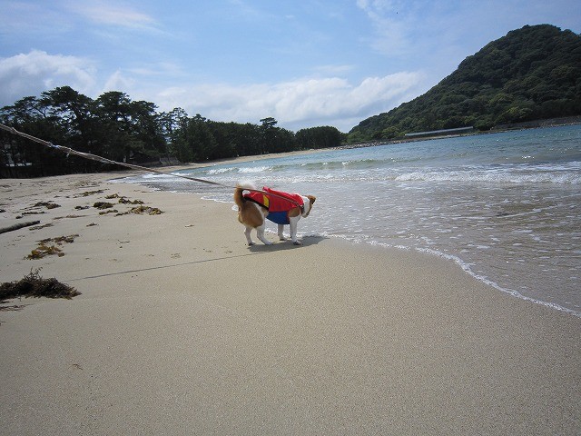 f:id:yasukazu01:20100604214635j:image