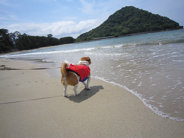 f:id:yasukazu01:20100604214748j:image