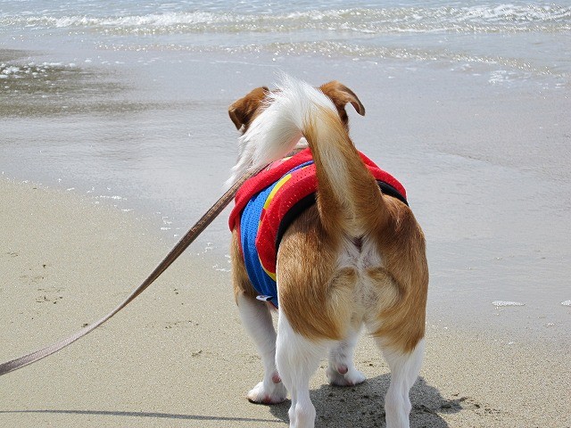 f:id:yasukazu01:20100604214948j:image