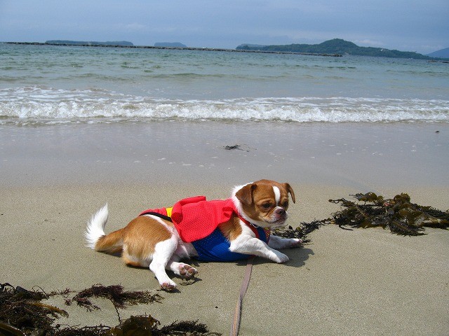 f:id:yasukazu01:20100604220000j:image
