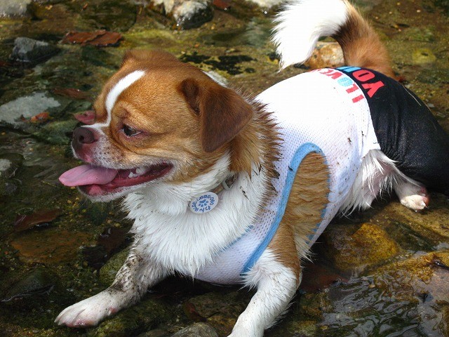 f:id:yasukazu01:20100607204445j:image