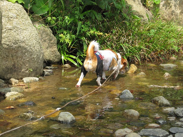 f:id:yasukazu01:20100607205012j:image