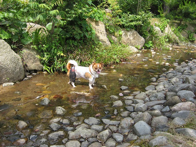 f:id:yasukazu01:20100607205119j:image