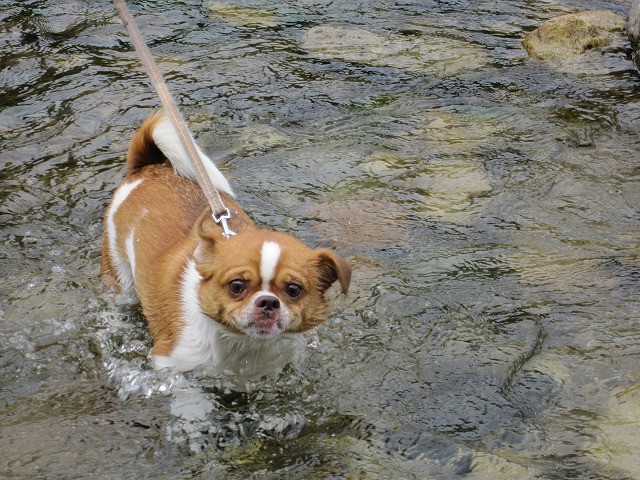 f:id:yasukazu01:20100615215713j:image