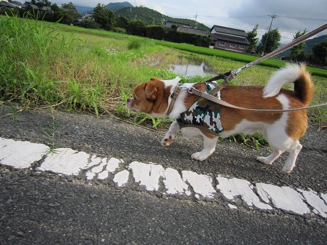 f:id:yasukazu01:20100716214047j:image