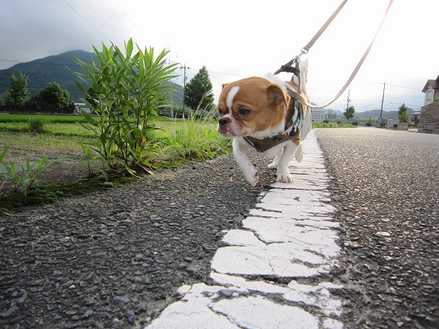 f:id:yasukazu01:20100716214048j:image