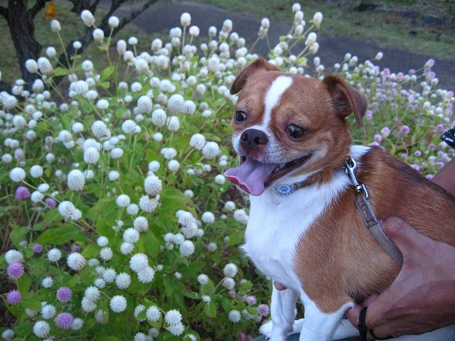 f:id:yasukazu01:20101012214329j:image
