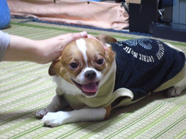20101027220924