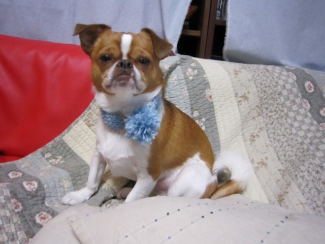 f:id:yasukazu01:20101231205209j:image