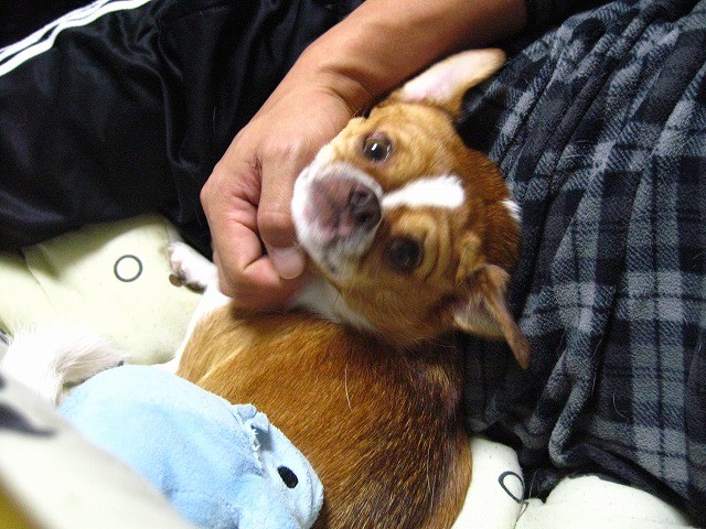 f:id:yasukazu01:20110205221836j:image