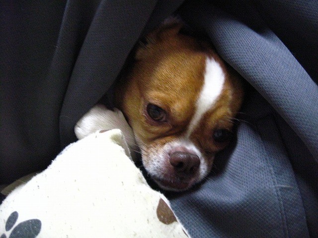 f:id:yasukazu01:20110205221841j:image