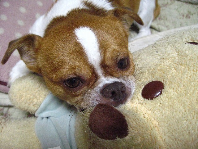 f:id:yasukazu01:20110206225954j:image