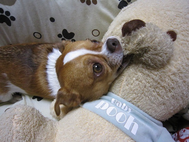 f:id:yasukazu01:20110206230436j:image