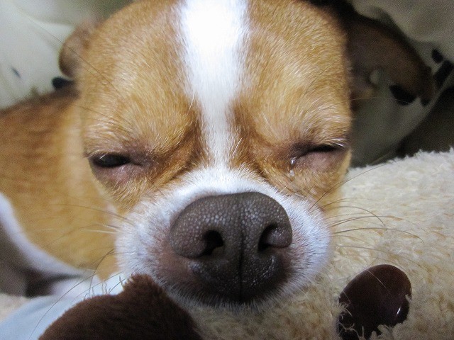 f:id:yasukazu01:20110206230438j:image