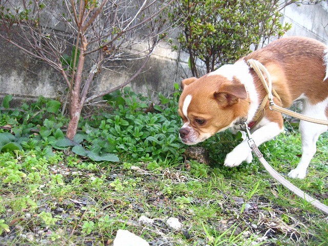 f:id:yasukazu01:20110207222443j:image