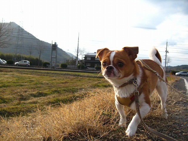 f:id:yasukazu01:20110207222445j:image