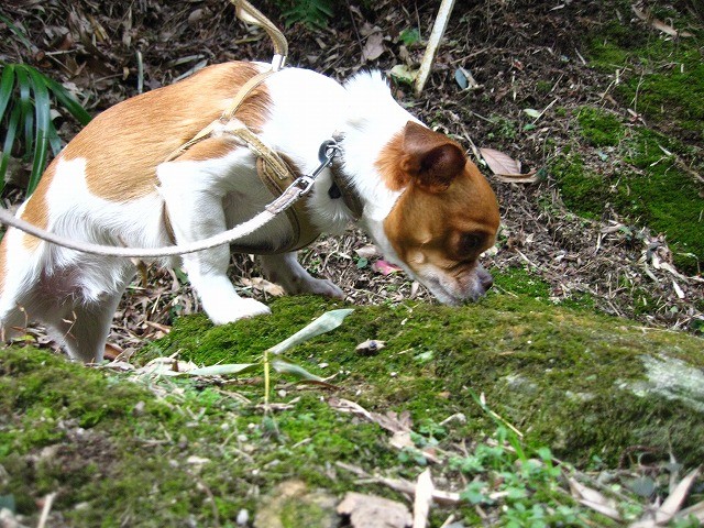 f:id:yasukazu01:20110207222447j:image