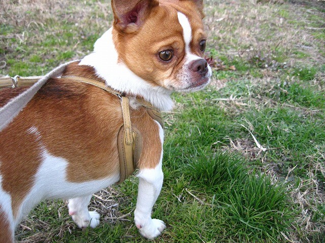 f:id:yasukazu01:20110207222448j:image