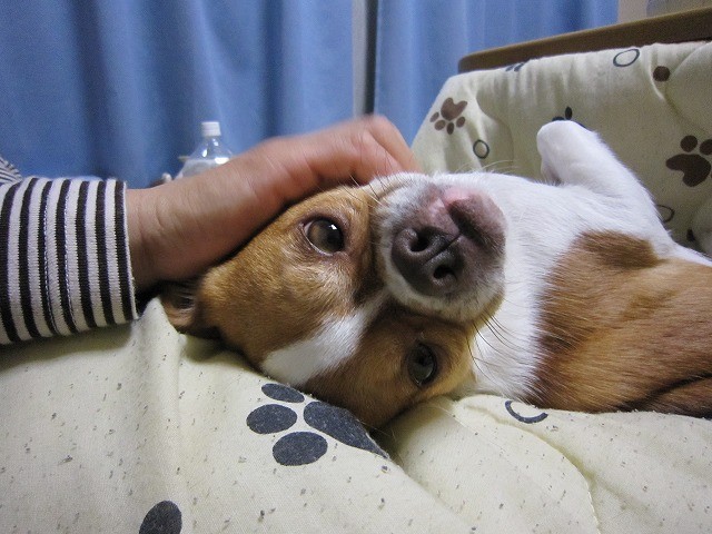 f:id:yasukazu01:20110209220503j:image