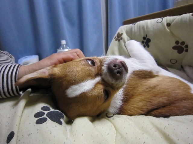f:id:yasukazu01:20110209220504j:image