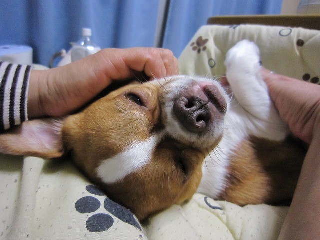 f:id:yasukazu01:20110209220505j:image