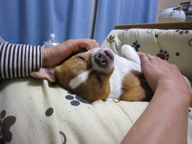 f:id:yasukazu01:20110209220506j:image