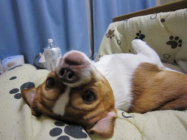 f:id:yasukazu01:20110209220507j:image