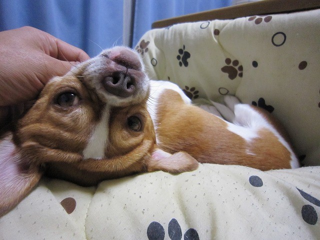 f:id:yasukazu01:20110209220508j:image