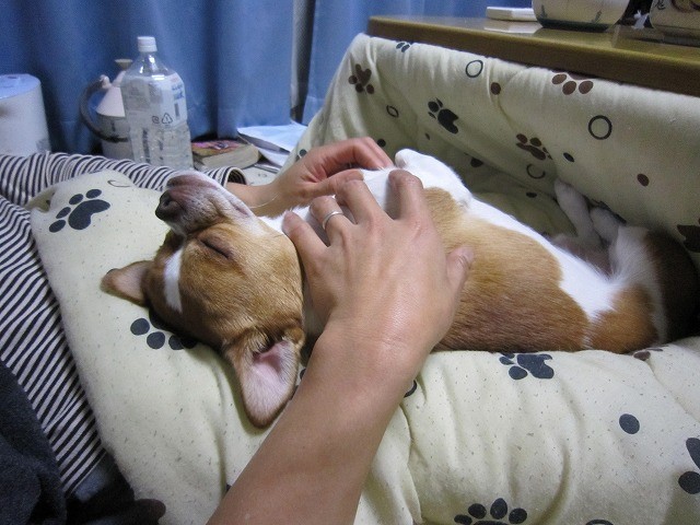 f:id:yasukazu01:20110209220511j:image
