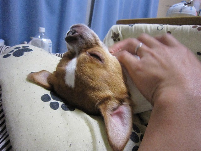 f:id:yasukazu01:20110209220512j:image