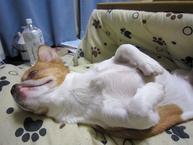 f:id:yasukazu01:20110209220514j:image