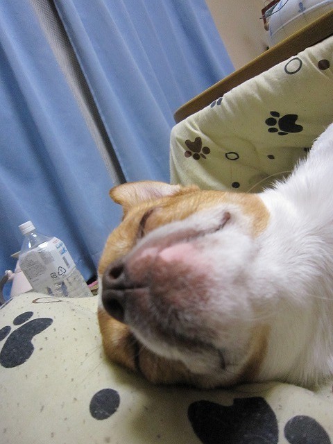 f:id:yasukazu01:20110209221749j:image