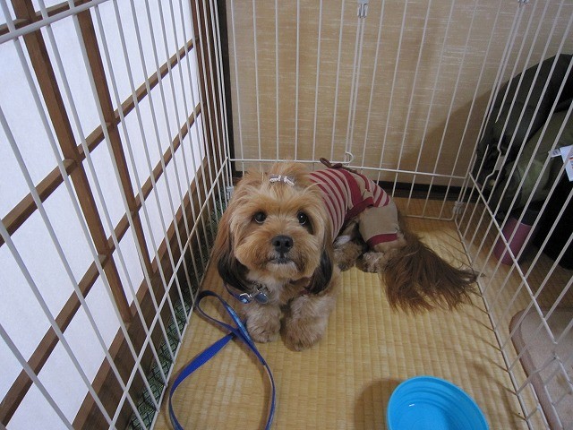 f:id:yasukazu01:20110221220932j:image