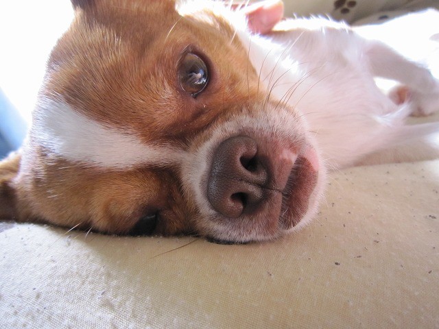 f:id:yasukazu01:20110310224659j:image