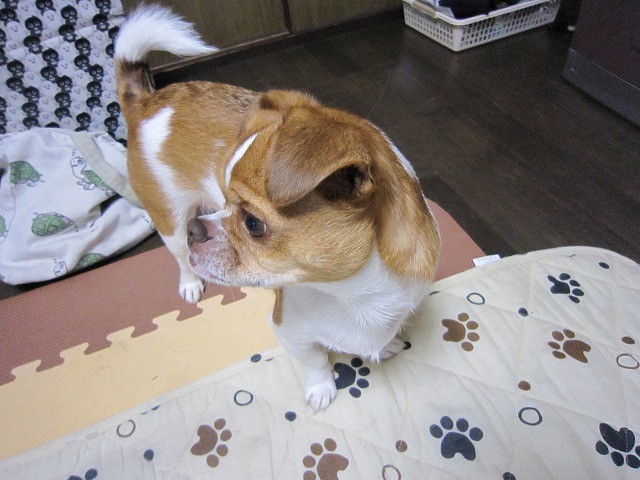 f:id:yasukazu01:20110313233207j:image