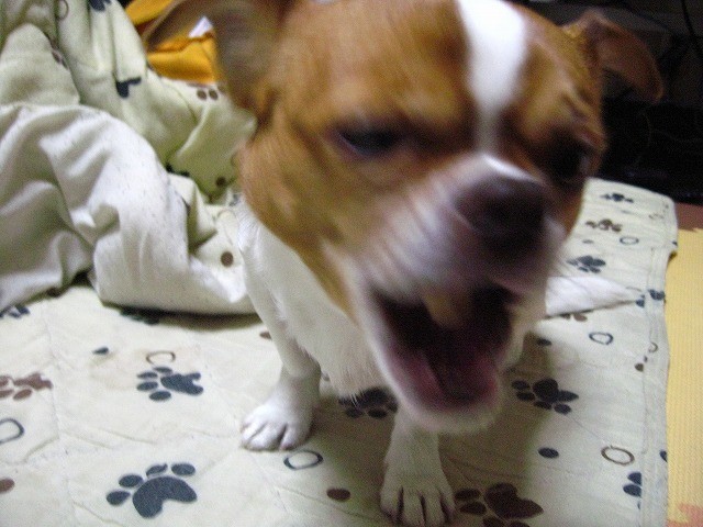 f:id:yasukazu01:20110317225522j:image
