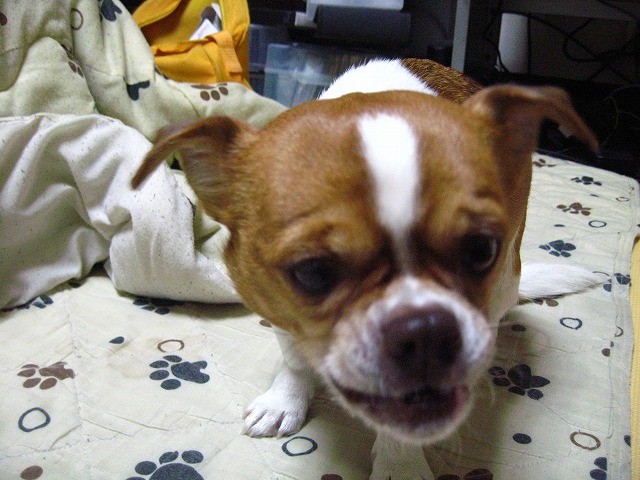 f:id:yasukazu01:20110317225523j:image