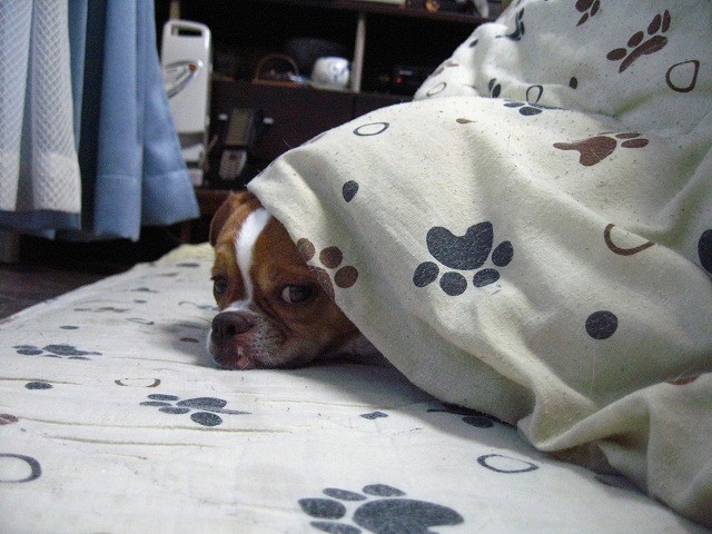 f:id:yasukazu01:20110319222957j:image
