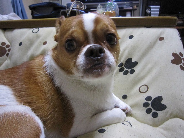 f:id:yasukazu01:20110320220323j:image