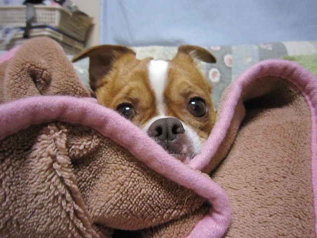 f:id:yasukazu01:20110321221512j:image
