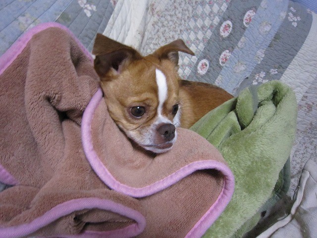 f:id:yasukazu01:20110321221513j:image