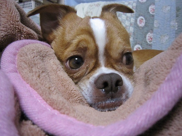 f:id:yasukazu01:20110321221514j:image
